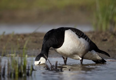 Barnacle Goose (Branta leucopsis), Schleswig-Holstein, Germany, Europe