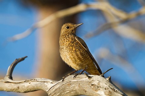 Common Rock Thrush (Monticola saxatilis) female, Cyprus, Europe