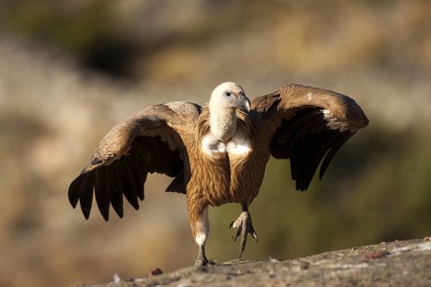 Griffon Vulture (Gyps fulvus) juvenile, Madrid, Spain, Europe