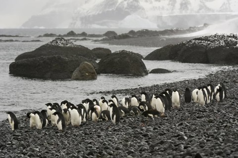 Adelie Penguin (Pygoscelis adeliae), Antarctica