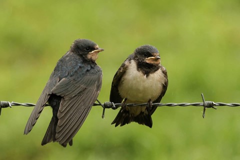 Barn Swallow (Hirundo rustica) juvenile, Lower Saxony, Germany, Europe