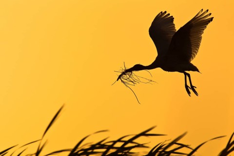 Australian White Ibis (Threskiornis molucca) flying, Victoria, Australia, Oceania