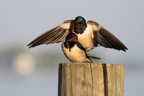 Two barn swallows (Hirundo rustica) mating on a post, male with outstretched wings, Hesse, Germany,