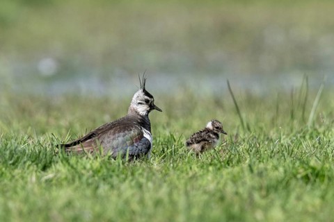 Lapwing (Vanellus vanellus) with young, Lower Saxony, Germany, Europe