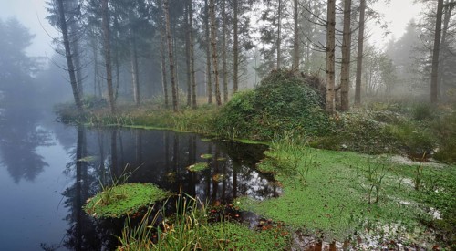 Ballmoos forest reserve, raised bog in the fog, Lieliwald, Lindenberg, Horben, Canton Lucerne,