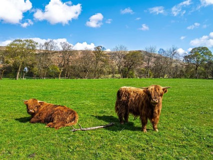 Highland Cattle from a drone, Scottish breed of rustic cattle, Highland, Scotland, UK