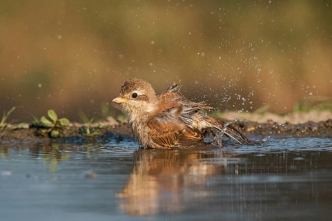 Red-backed Shrike (Lanius collurio) juvenile bathing, Aosta Valley, Italy, Europe