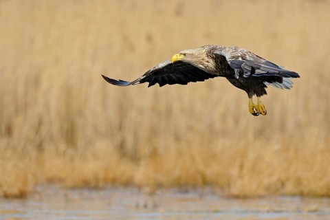 White-tailed Eagle (Haliaeetus albicilla) flying, Mecklenburg-Western Pomerania, Germany, Europe