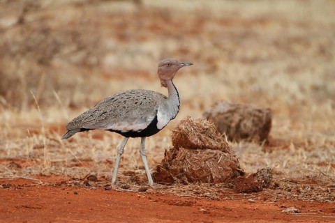 Buff-crested Bustard (Lophotis gindiana), Samburu, Kenya, Africa