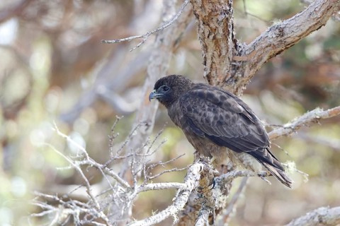 Hawaiian Hawk, 'Io, endangered