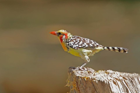 Red-and-yellow Barbet, Trachyphonus erythrocephalus, Kenya, Lake Baringo, Africa