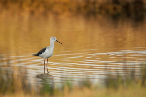 Black-winged Stilt (Himantopus himantopus), France, Europe