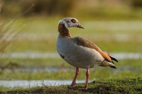 Egyptian Goose (Alopochen aegyptiaca), Schleswig-Holstein, Germany, Europe