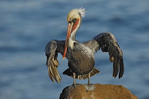 Brown Pelican (Pelecanus occidentalis), California, USA, North America