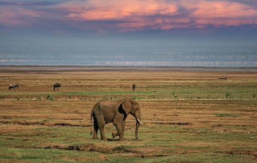 Afrikanischer Elefant (Loxodonta africana) einsamer Bulle streift durch Savanne, Serengeti National