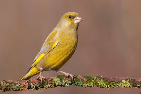 European Greenfinch (Chloris chloris) male perched on a branch, Lower Saxony, Germany, Europe