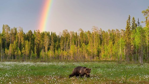 Eurasian Brown Bear (Ursus arctos) walking in front of rainbow in cottongrass forest glade,