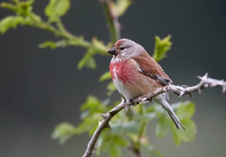 Common Linnet (Linaria cannabina) male, Mecklenburg-Western Pomerania, Germany, Europe
