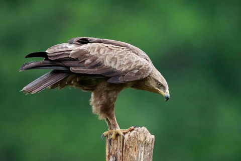 Lesser Spotted Eagle (Clanga pomarina) perched on a pale, Poland, Europe