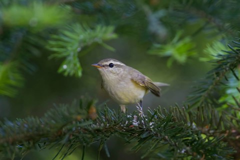 Greenish Warbler - Grünlaubsänger - Phylloscopus trochiloides