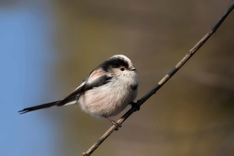 Long-tailed Tit (Aegithalos caudatus), Berlin, Germany, Europe