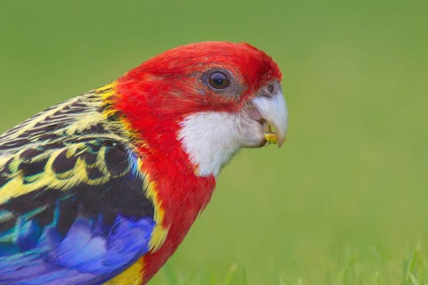 Eastern Rosella (Platycercus eximius), South Australia, Australia, Oceania