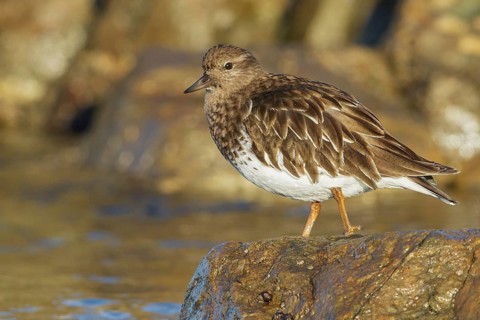Black Turnstone (Arenaria melanocephala) feeding along the shoreline in Victoria, BC, Canada, North