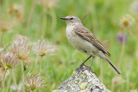 Water Pipit (Anthus spinoletta), Switzerland, Europe