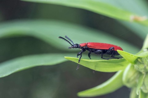 Black-headed Cardinal beetle (Pyrochroa coccinea), Emsland, Lower Saxony, Germany, Europe