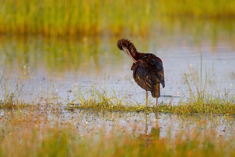 Glossy Ibis (Plegadis falcinellus) preening, Greece, Europe