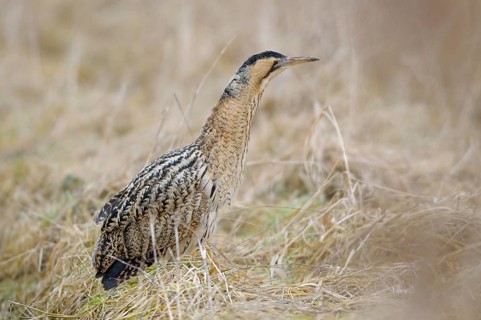 Rohrdommel (Botaurus stellaris), Bittern, Altvogel im Winter, Februar, Muenster,