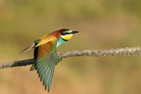 European Bee-eater (Merops apiaster) female perched on a branch stretching wings, Portalegre,