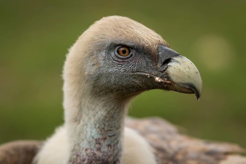 Griffon Vulture (Gyps fulvus), portrait, Castile and Leon, Spain, Europe