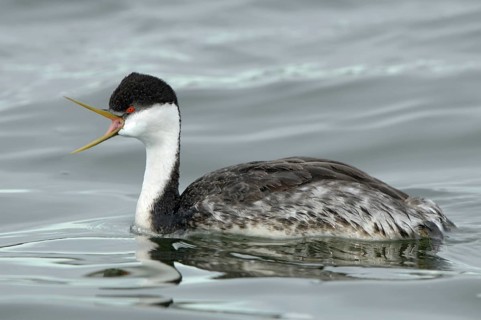 Western Grebe (Aechmophorus occidentalis), Montana, USA, North America