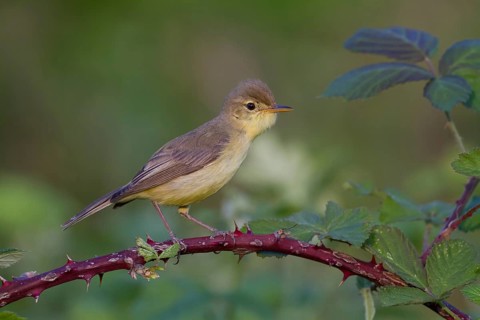 Melodious Warbler (Hippolais polyglotta) male, Rhineland-Palatinate, Germany, Europe
