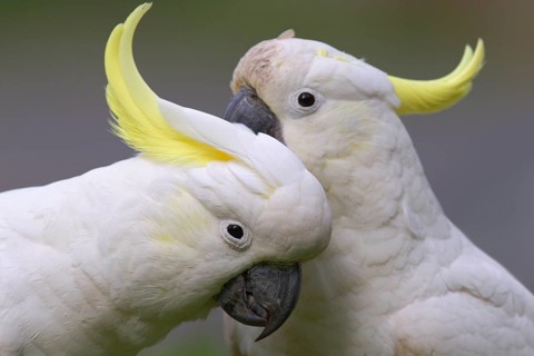 Sulphur-crested Cockatoo (Cacatua galerita) pair, Victoria, Australia, Oceania
