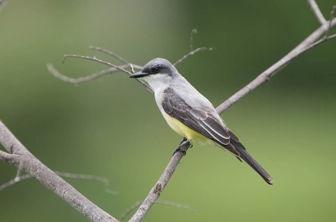 Snowy-throated Kingbird (Tyrannus niveigularis), Guayas, Ecuador, South America