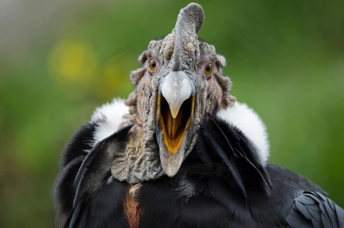 An Andean Condor at Parque Condor (Condor Park) in Otavalo, Ecuador. The Condor Park is a place