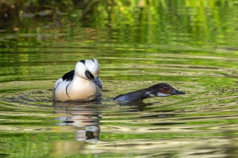Smew (Mergellus albellus, Mergus albellus) male mating with female in pond in spring