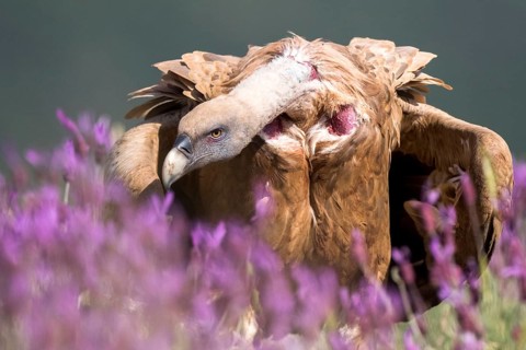 Griffon Vulture (Gyps fulvus) in field, Madrid, Spain, Europe