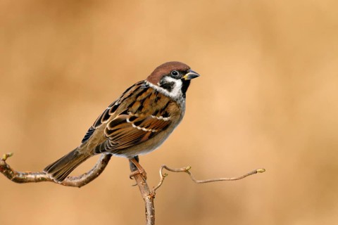Ringmus, Eurasian Tree Sparrow, Passer montanus