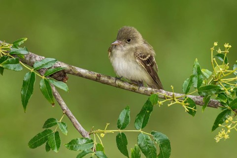 Acadian Flycatcher (Empidonax virescens) perched on a branch, Texas, USA, North America