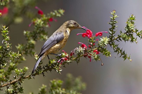 Eastern Spinebill (Acanthorhynchus tenuirostris) juvenile, New South Wales, Australia, Oceania