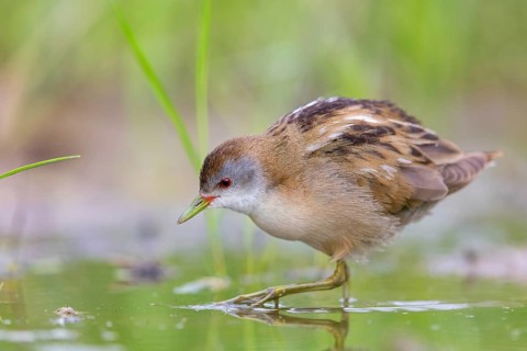 Kleines Sumpfhuhn, Kleinralle, Little Crake, Porzana parva, Marouette poussin, Polluela Bastarda
