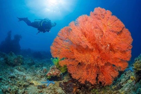 Knotenfächer, Melithaea ochracea Knotted Fan Coral, Melithaea ochracea