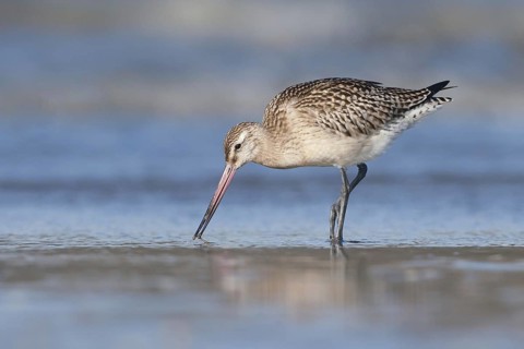 Bar-tailed Godwit (Limosa lapponica), Netherlands