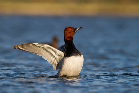 Common Pochard (Aythya ferina) male, Bavaria, Germany, Europe