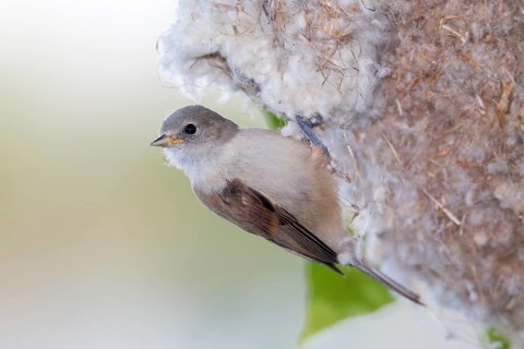 Eurasian Penduline Tit (Remiz pendulinus) juvenile, one week after leaving the nest, Saxony-Anhalt,