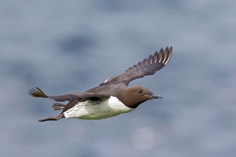 Trottellumme, Common Guillemot, Guillemot, Common Murre, Uria aalge, Guillemot de Troïl, Arao Común