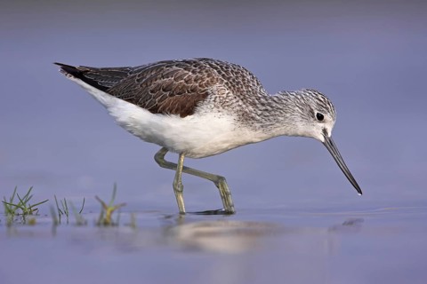 Common Greenshank (Tringa nebularia), Oman, Asia